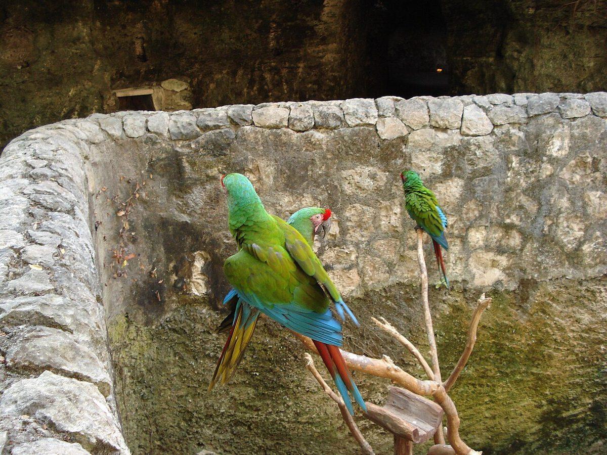 Bird Watching — Sierra Madre