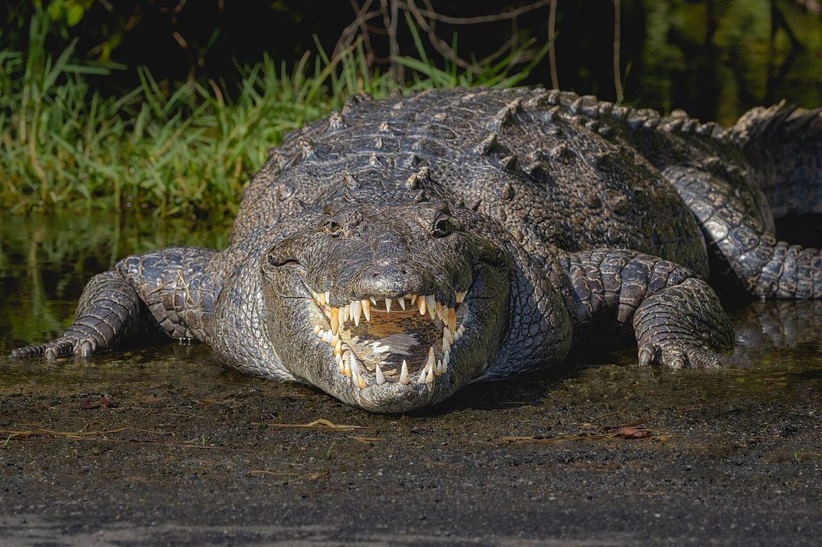 El Cora Crocodile Sanctuary