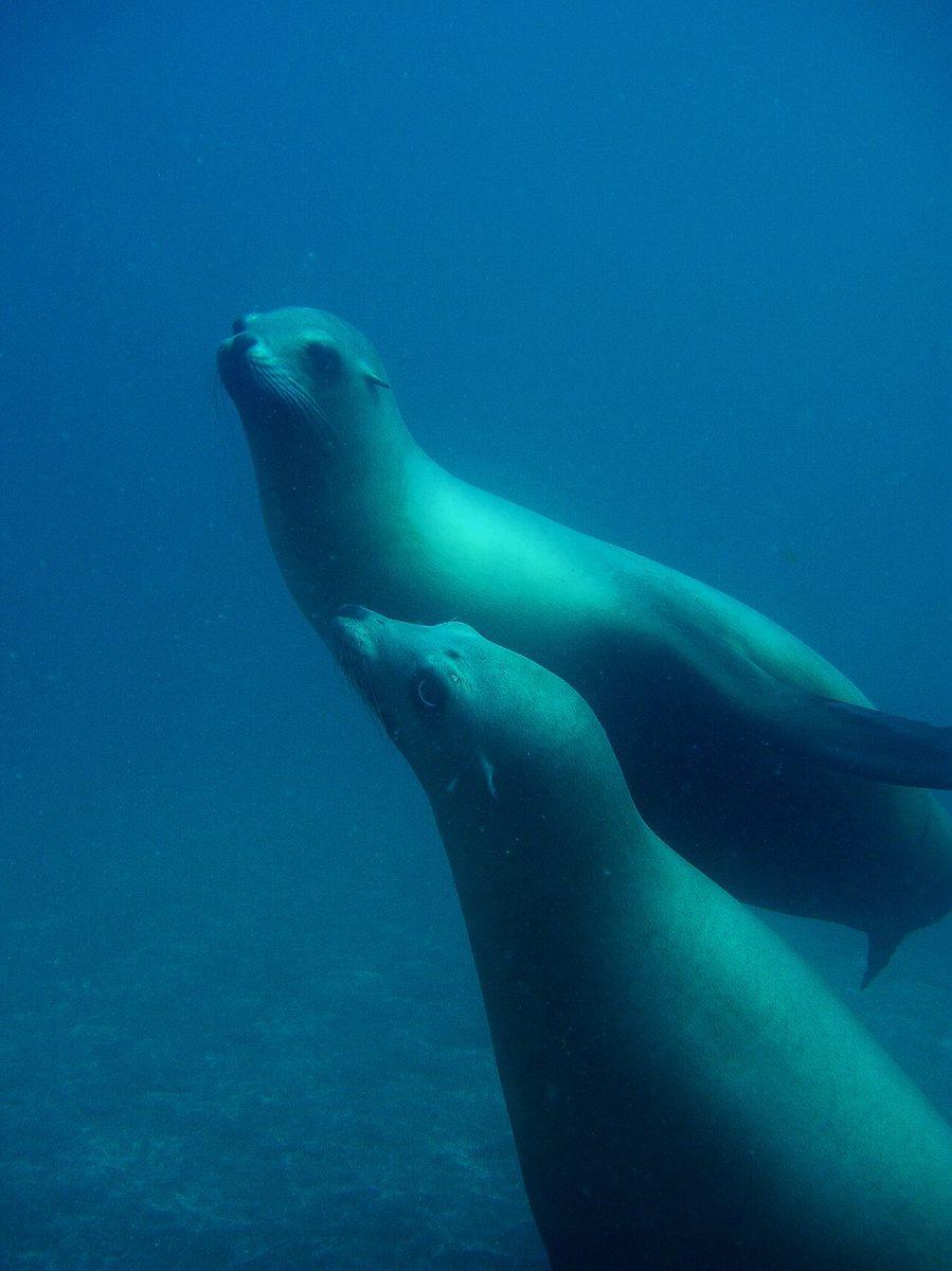 Sea Lion Encounter