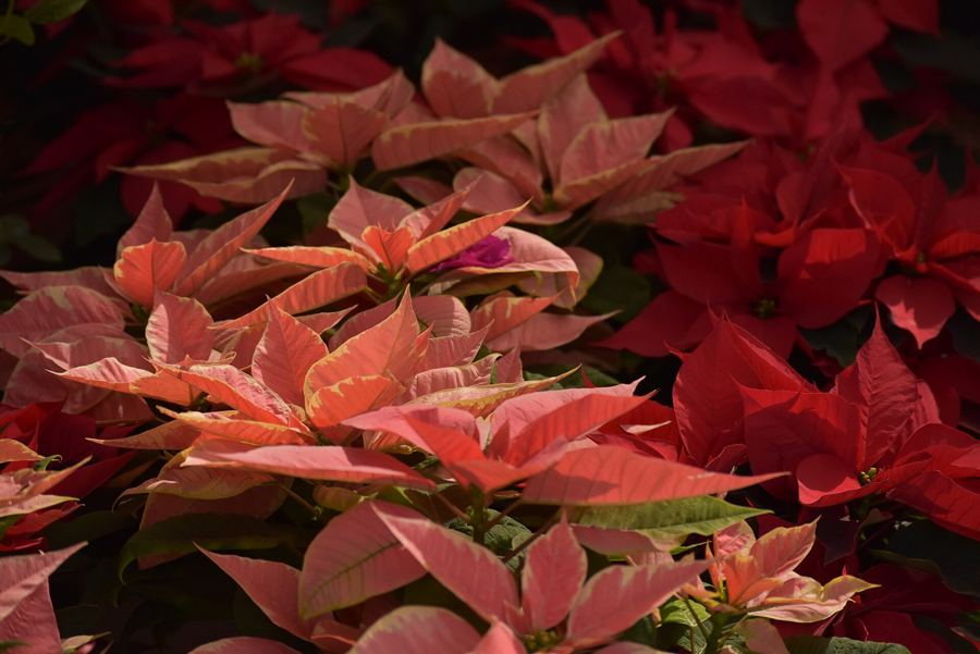 Nochebuena — the poinsettia is native to Mexico