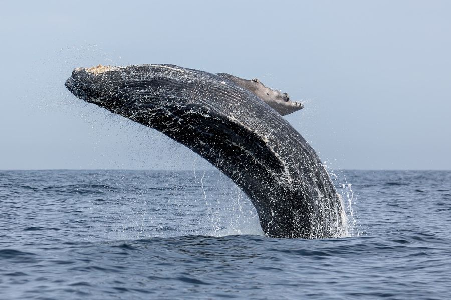 A humpback whale breaching — the season's signature sight