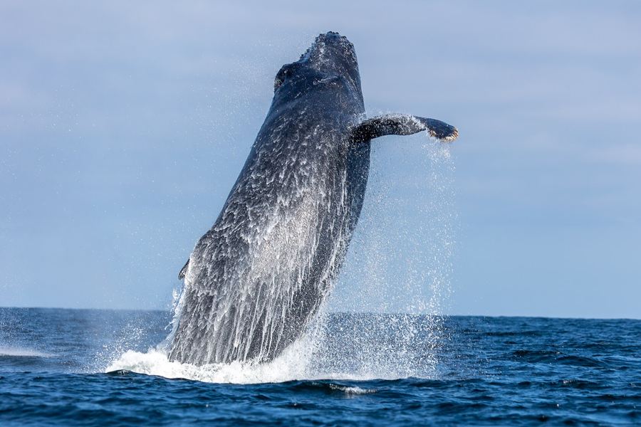 Humpback whale mid-breach
