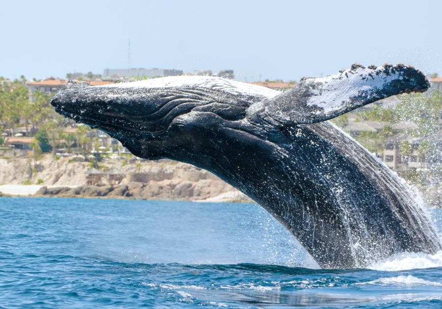 A breach off Cabo San Lucas, on the same Pacific migration