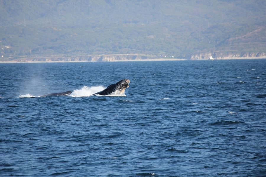 Most sightings start with a spout and a glimpse of the back