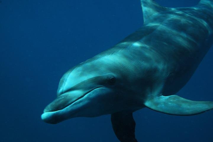 Swim with Dolphins