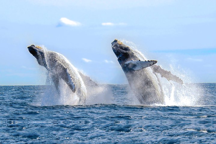 Whale Watching Tour