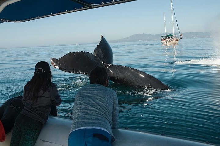 Whale Photo Safari (Small Boat)