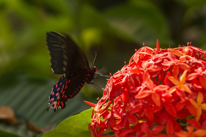 Butterfly Sanctuary & Museum