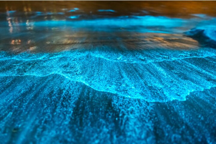 Bioluminescence Night Kayak